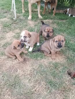 ❤️Welpen Alarm ❤️ Shar Pei - OEB Mix welpen - Falkenstein (Harz)