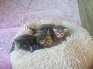 Norwegische Waldkatzen Kitten abzugeben! - Frauenstein Zentrum