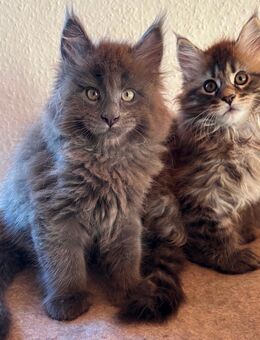Maine Coon Kätzchen suchen ein liebevolles Zuhause - Aldingen
