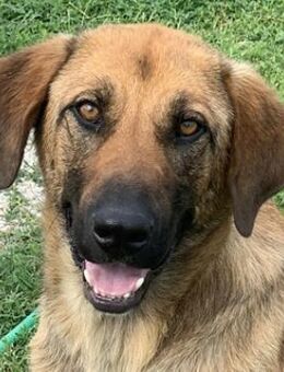 Xawi, geb. ca. 12/2019, Griechenland - Markdorf