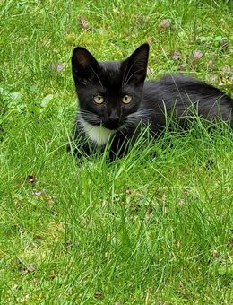 Katzenbaby Kitten Kater sucht ein neues Zuhause - Hamburg