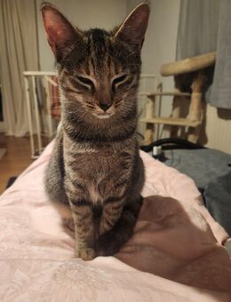 Babykatzen - Faulbach