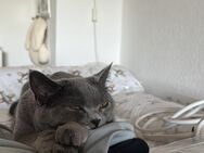 2 BKH KATZEN weiblich - Hamburg Wandsbek