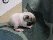 Degu Babys in Creme, Agouti, Blau, Schwarz und gescheckt - Oberhausen