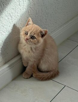 BKH Kitten - Duisburg