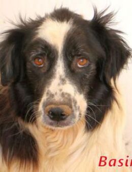 BASINCO - armer kranker Kerl - Regensburg