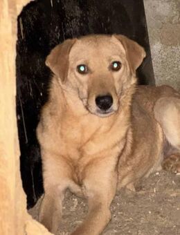 Alvi - Der Sanfte 🫶🏻 - Elsdorf (Nordrhein-Westfalen)