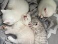 Super süße Kitten in 90459