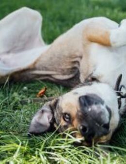 Nena,2Jahre tolle Tierschutzhündin sucht - Berlin