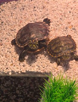 2 Wasserschildkröten - Leipzig Alt-West