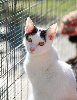 Tiano; ganz alleine ohne Mama gefunden - Geilenkirchen