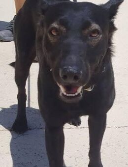 Zorro irrte auf der Strasse umher - Donaueschingen