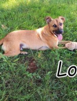 Holen Sie Loki zurück ins Leben?🥰 - Essingen (Rheinland-Pfalz)