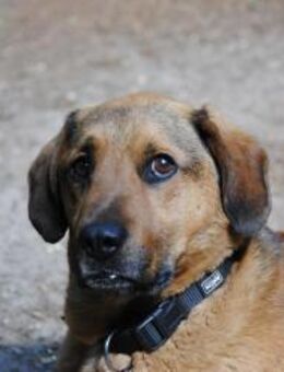 Sigi/Siegfried sucht liebevolles Zuhause - Berlin