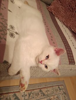 Einen wunderschönen BKH /Randol Kater - Marl (Nordrhein-Westfalen)