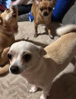 Chihuahua‘s abzugeben! Nur zu zweit - Dirlewang
