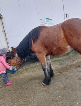 Toller 4 Jähriger Wallach - Allmersbach (Tal)