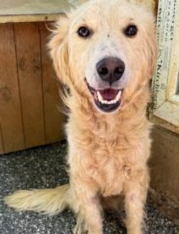 Maxim möchte Euer Sofa erobern - Schwabach