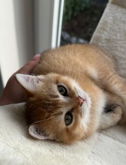 Bkh kitten reinrassig - Ahaus Zentrum