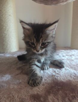 Main Coon Kitten - Neuburg (Donau)