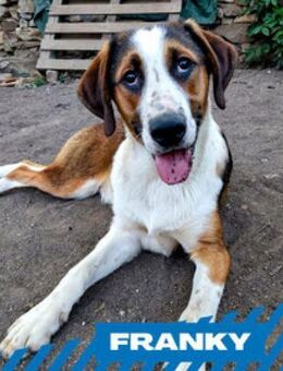 Franky - verspielt, voller Flausen - Berlin