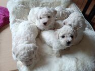 Bichon Frise Welpen - Dröbischau