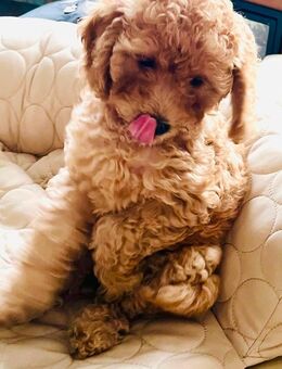 Cockerpoo Doodle Welpe Hündin sucht ein liebevolles Zuhause - Mönchengladbach Zentrum
