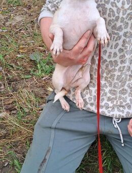 439334 - bin schon zögernd neugierig - Overath
