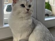 Katze Britisch Kurzhaar - Lünen