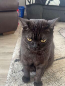 Britisch Kurzhaar Kater - Unna