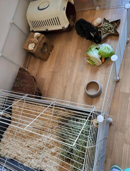 Zwerg Häsin - Leipzig Ost