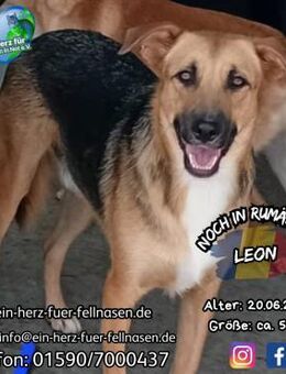Leon - möchte sein Abenteuer erleben - Waakirchen