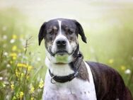 Felix sucht ein Zuhause - Pirmasens