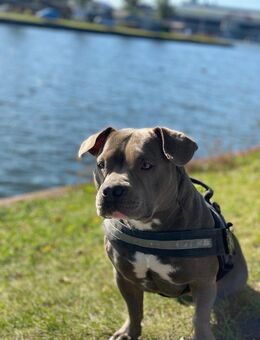 American pocket Bully Hündin - Merseburg Geusa