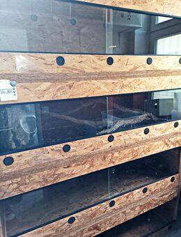 4 Stück OSB-Terrarien - Berlin