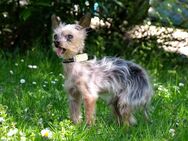 Yorki Gizmo - Mini Yorkshire-Terrier - 15 Jahre - Tierhilfe Franken e.V. - Lauf (Pegnitz) Zentrum