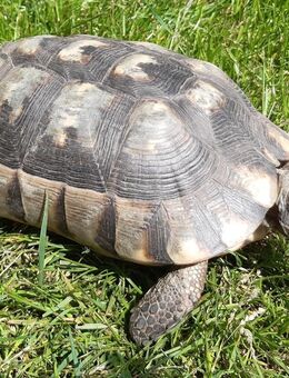 Breitrandschildkröte (Testudo Marginata), weiblich, Jahrgang 2006 - Ganderkesee
