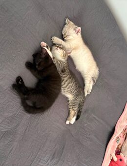 BKH Silverteddy Kitte Abzugeben - Stuttgart
