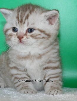 Das BESONDERE !! Britisch Kurzhaar Babys in Chocolate-silver-Tabby u. Cinnamon-silver Tabby sowie in Cinnamon-Tabby!! - Köln