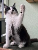 Maine Coon Kitten in 90599