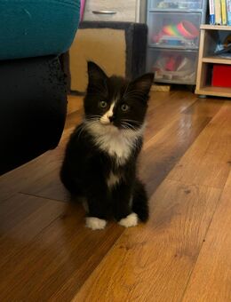 Main coon norweger mix Mädchen - Parkstein