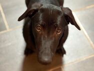 Mischling Labrador / Dackel - Buxtehude