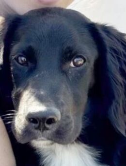 Traumhündin Beau 💖💖💖 - Tornesch