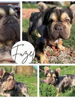 FUZEL PP Fluffy Bub sucht sein Zuhause - Neustadt (Rübenberge)