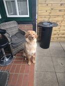 Aktiver junger blonder Hovawartrüde sucht ein sehr gutes neues zu Hause in 23769