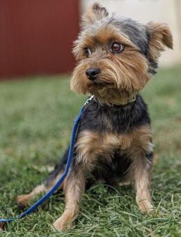 🐾 Tomi 2-jähriger Yorkshire Terrier - Kassel