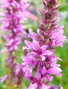 Samen BLUTWEIDERICH (Lythrum salicaria) heimische Wildstaude Naturgarten - Kiel
