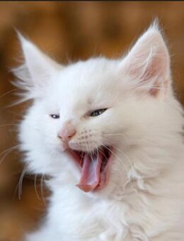 Noch ein reinrassiges männliches Maine Coon Kitten sucht sein neues Für- Immer-Zuhause ab Anfang Dezember - Sankt Ingbert