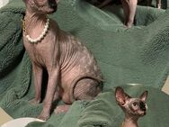 Canadian Sphynx Kitten - Euskirchen Zentrum