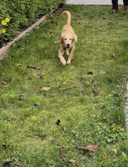 Teddy der perfekte Familienhund - Frankfurt (Main) Niederrad